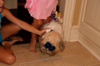 Doggie Dress Up