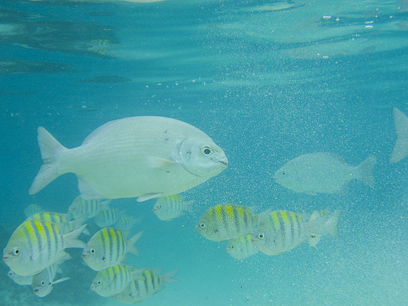 Roatan17