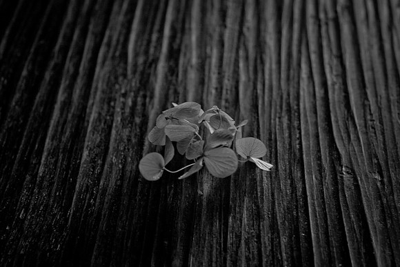 Morgan_camera-6