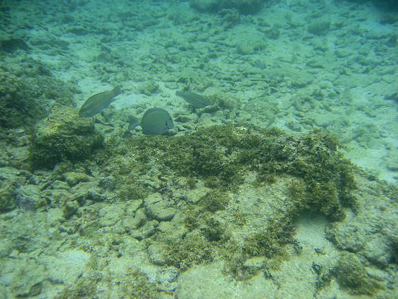 Roatan10