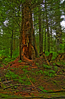 sitka june 15