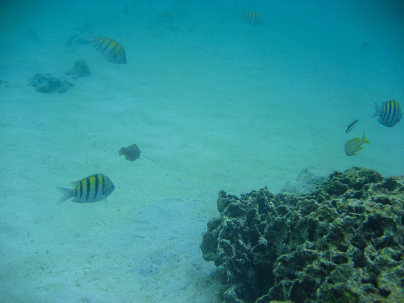 Roatan14