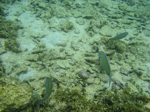 Roatan11