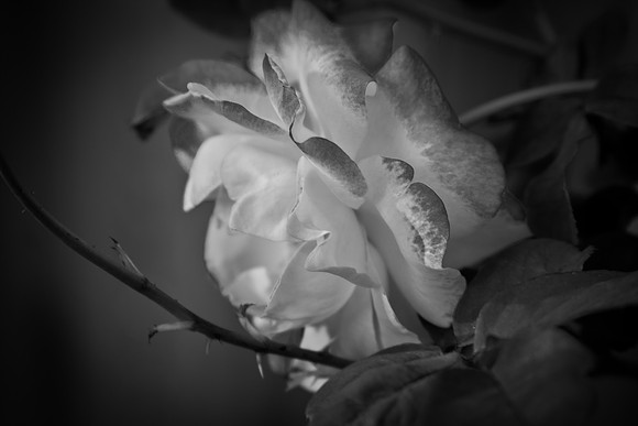 Morgan_camera-9