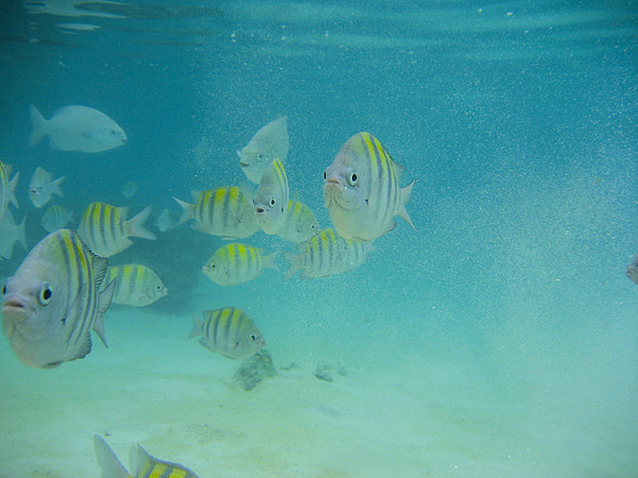 Roatan18