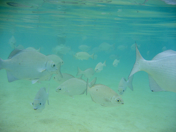 Roatan3