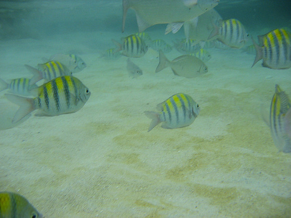 Roatan16