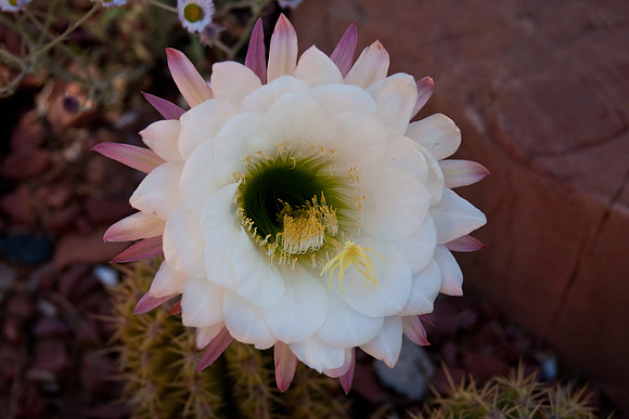Cactus Flower