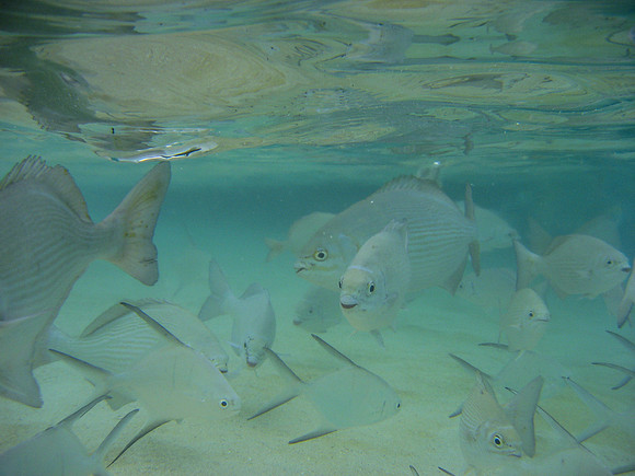 Roatan8