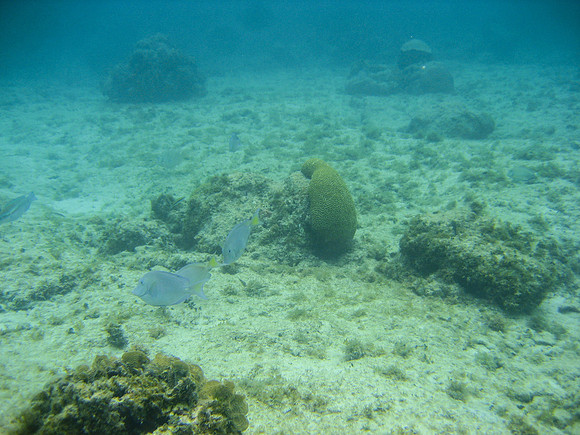 Roatan4