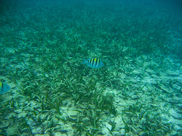 Roatan6