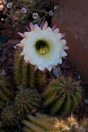 Cactus Flower