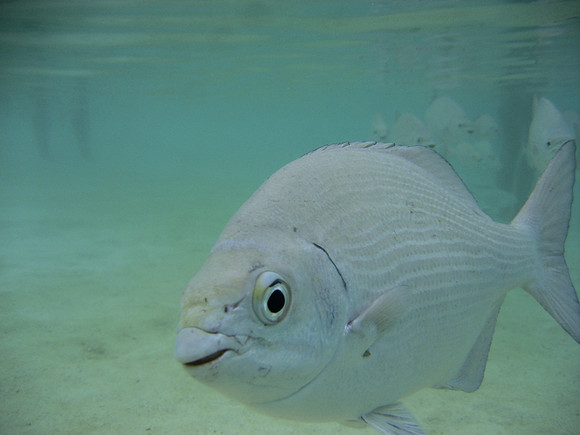 Roatan2