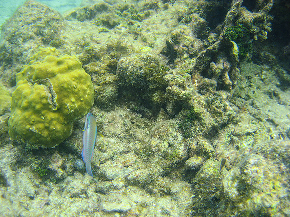 Roatan12