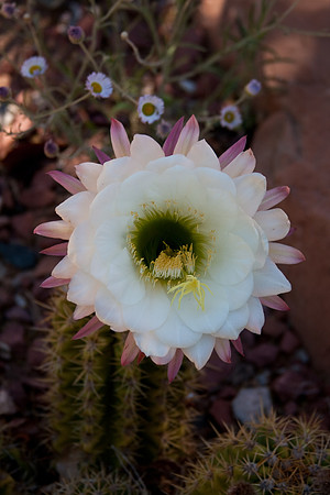 Cactus Flower